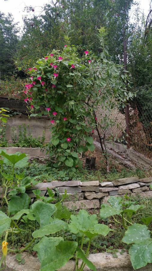 Guest House Ucha Mtskheta Exterior photo